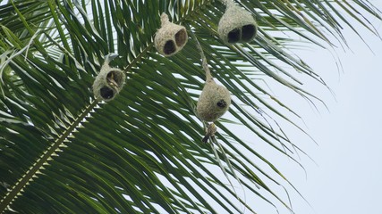 bird nest on a branch