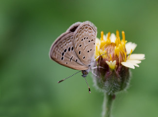 Polyommatus is a diverse genus of butterflies in the family Lycaenidae. Its species are found in the Palearctic realm.