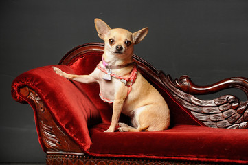 Chihuahua dog posing on a couch in the studio - obrazy, fototapety, plakaty