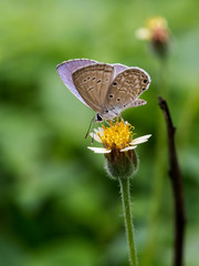 Polyommatus is a diverse genus of butterflies in the family Lycaenidae. Its species are found in the Palearctic realm.