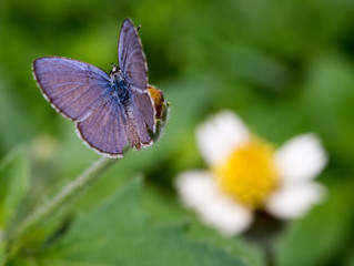 Polyommatus is a diverse genus of butterflies in the family Lycaenidae. Its species are found in the Palearctic realm.