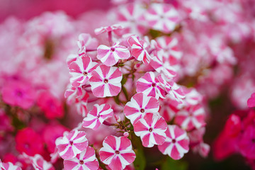 宿根フロックス