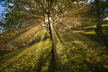 Fototapeta premium Majestic alone beech tree on a hill slope with sunny beams at mountain valley. Dramatic colorful morning scene. Red and yellow autumn leaves. Carpathians, Romania, Transilvania Europe.