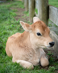 Jersey Cow Calf Sitting in a Paddock by the Fence