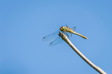 Dragonfly in their natural environment