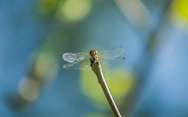 Dragonfly in their natural environment