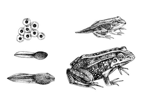 Hand Drawn Frog Metamorphosis