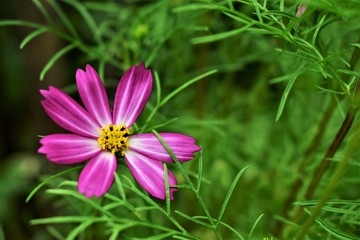 Fototapeta premium flower in garden