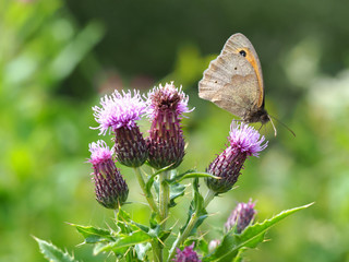 Meadow brown butterfly (Maniola jurtina) on a thistle flower