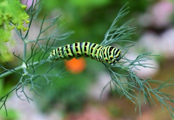 caterpillar on a leaf