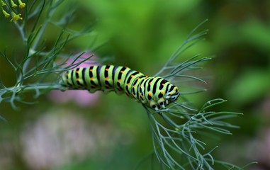 caterpillar on a leaf