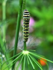 caterpillar on a leaf