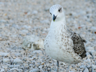 Cute seagull standing on the beach close detail