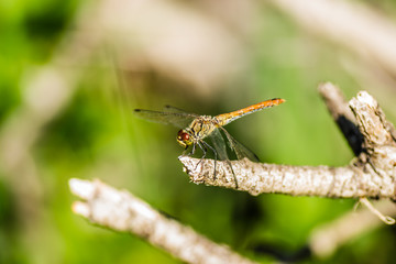 Dragonfly in their natural environment