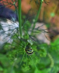 insect on leaf