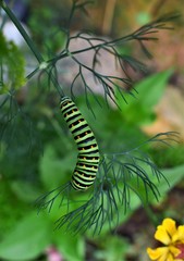 caterpillar