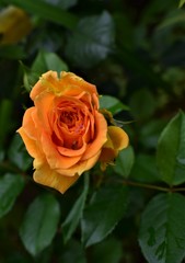 yellow rose in garden