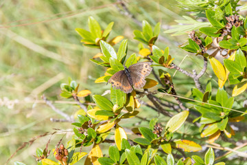 Fototapeta premium papillon sur un arbuste