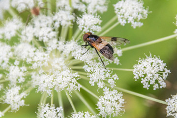 Tique sur une fleur blanche