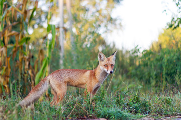 beautiful fox on a sunny morning among autumn plants