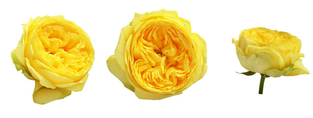 Set of yellow rose flowers