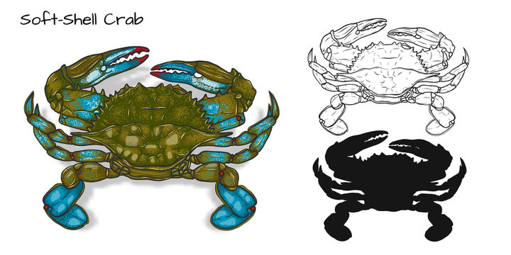 Crab vector by hand drawing.crab silhouette on white background.Soft Shell Crabs art highly detailed in line art style.Animal pictures for coloring