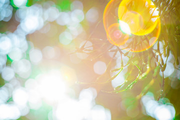 images of green leaves in the garden, Blurred bokeh  and fair lens as background In the natural garden in the daytime.