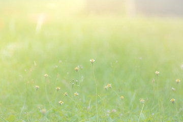 background with green grass and flowers