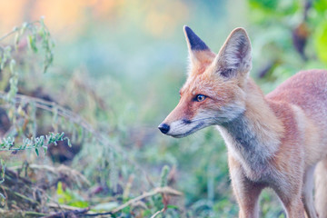 fox looks in autumn morning