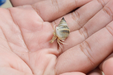 hermit crabs in hand on beach