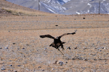 golden eagle in western mongolia flying and training to catch prey during the golden eagle festival
