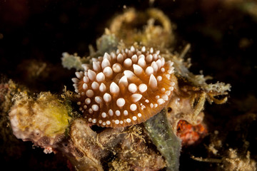 Corals are marine invertebrates within the class Anthozoa of the phylum Cnidaria