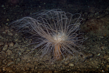 Sea anemones are a group of marine, predatory animals of the order Actiniaria