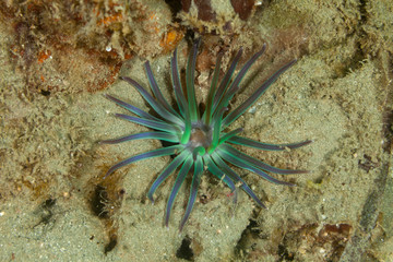 Sea anemones are a group of marine, predatory animals of the order Actiniaria