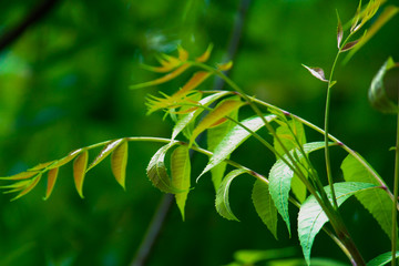 Naklejka premium Neen Leaves Azadirachta indica commonly known as Neem