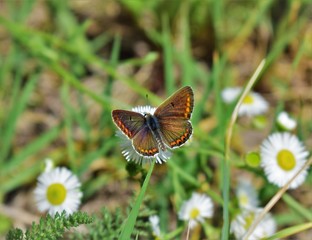 butterfly on a flower