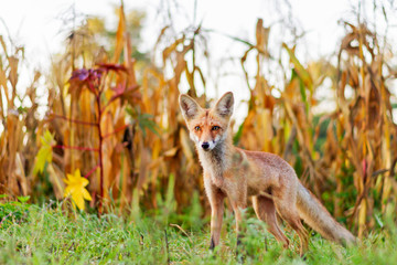 red fox among autumn plants on a sunny morning