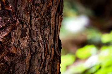Bark of the tree neem tree