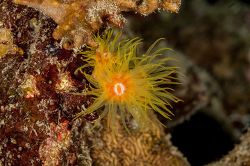 Corals are marine invertebrates within the class Anthozoa of the phylum Cnidaria