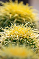 yellow cactus plants during flowering showing buds and thorns