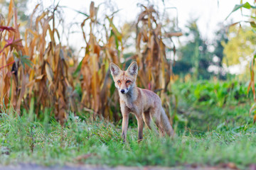 red fox leaves the thicket on the road