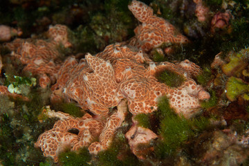 Corals are marine invertebrates within the class Anthozoa of the phylum Cnidaria