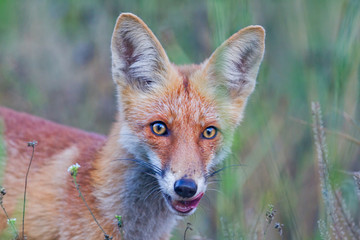 red fox licks among dry grass