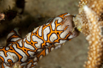 Corals are marine invertebrates within the class Anthozoa of the phylum Cnidaria