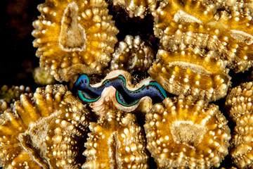 Corals are marine invertebrates within the class Anthozoa of the phylum Cnidaria