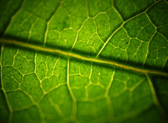 Green Leaf Macro Closeup look