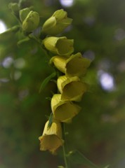Obraz premium green leaves of a tree