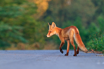 red fox runs on the road in the autumn morning