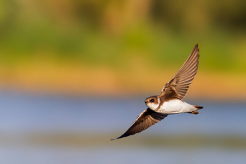 sand martin flies over the autumn lake