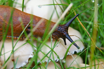 Nacktschnecke auf Pilzen